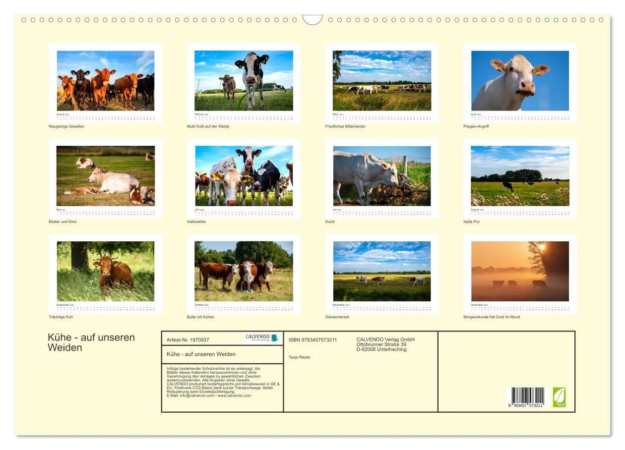 Bild: 9783457573211 | Kühe - auf unseren Weiden (Wandkalender 2026 DIN A2 quer), CALVENDO...