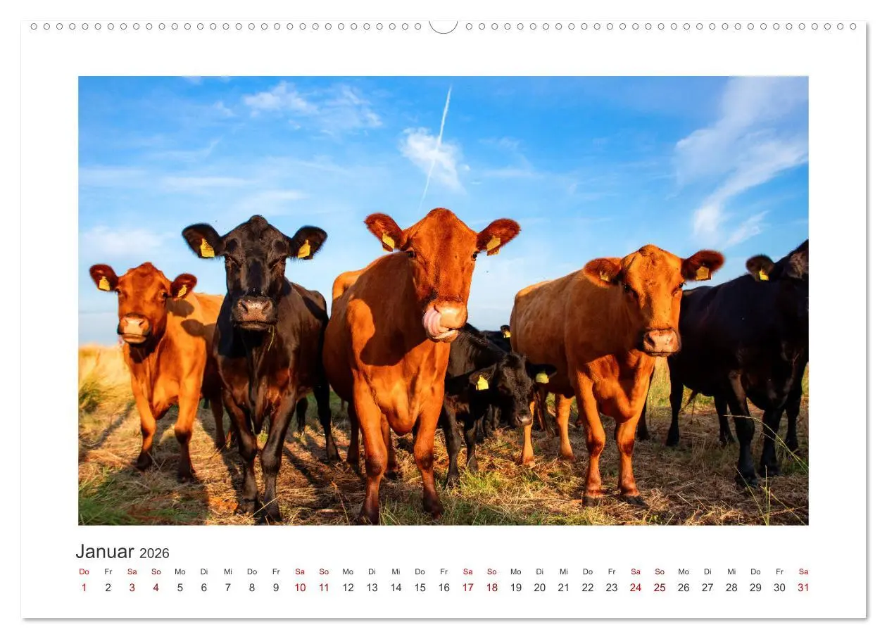 Bild: 9783457573211 | Kühe - auf unseren Weiden (Wandkalender 2026 DIN A2 quer), CALVENDO...