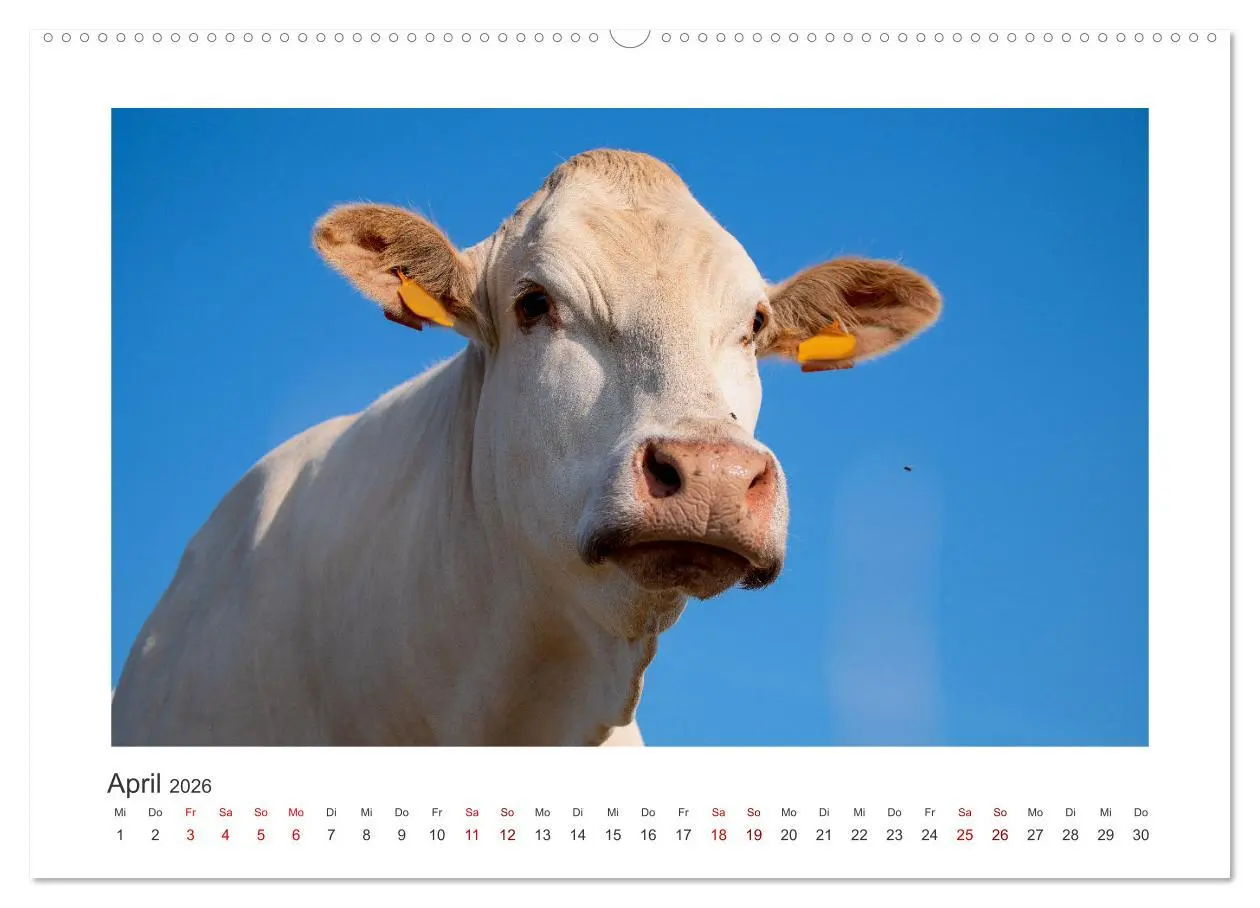 Bild: 9783457573211 | Kühe - auf unseren Weiden (Wandkalender 2026 DIN A2 quer), CALVENDO...