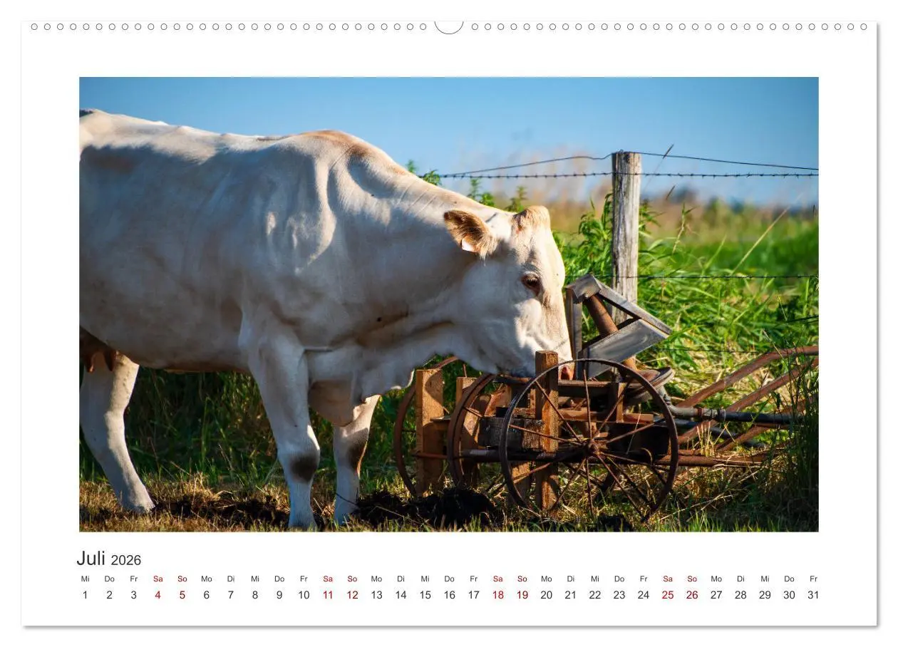 Bild: 9783457573211 | Kühe - auf unseren Weiden (Wandkalender 2026 DIN A2 quer), CALVENDO...