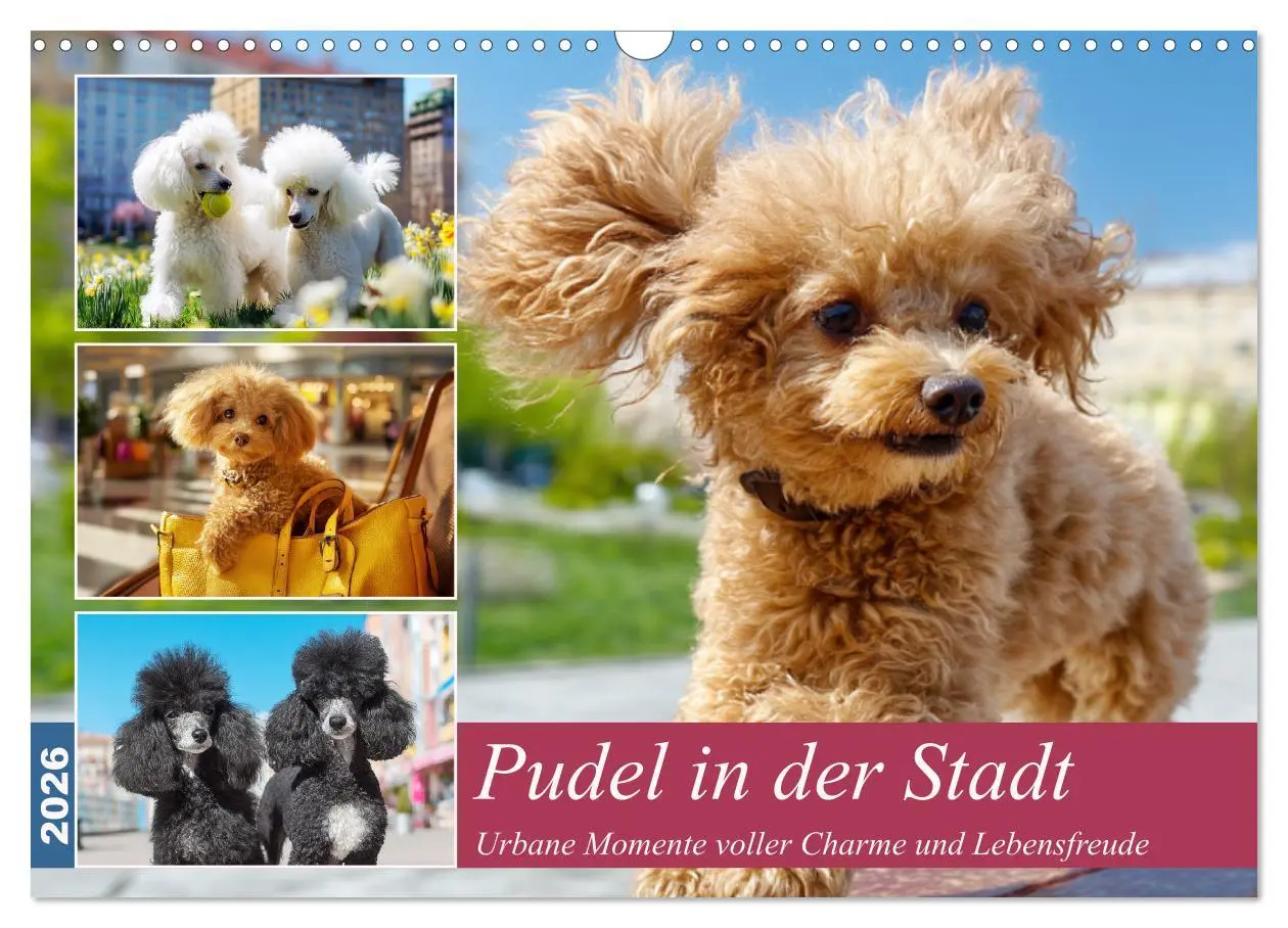 Cover: 9783457943311 | Pudel in der Stadt. Urbane Momente voller Charme und Lebensfreude...