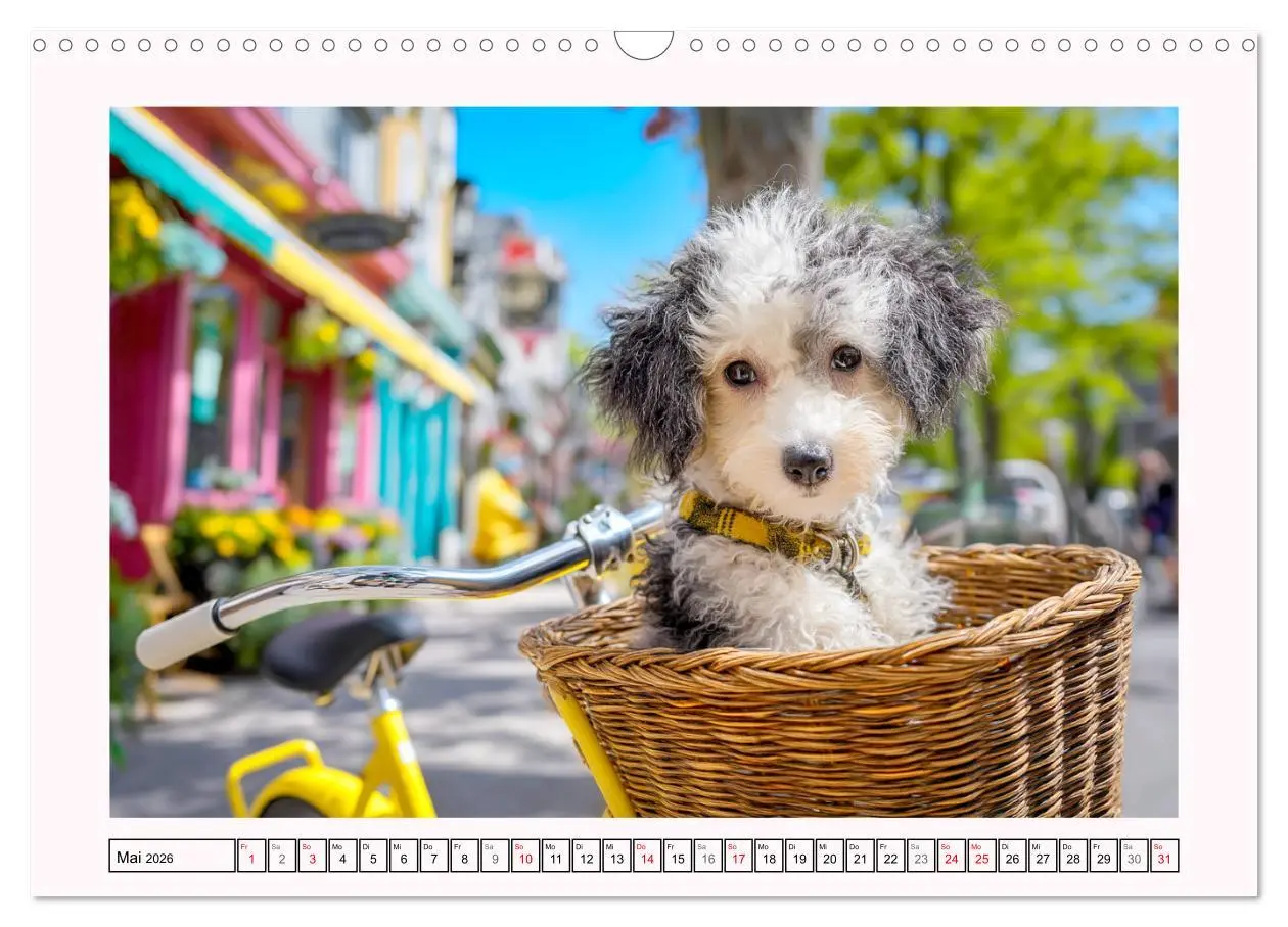 Bild: 9783457943311 | Pudel in der Stadt. Urbane Momente voller Charme und Lebensfreude...