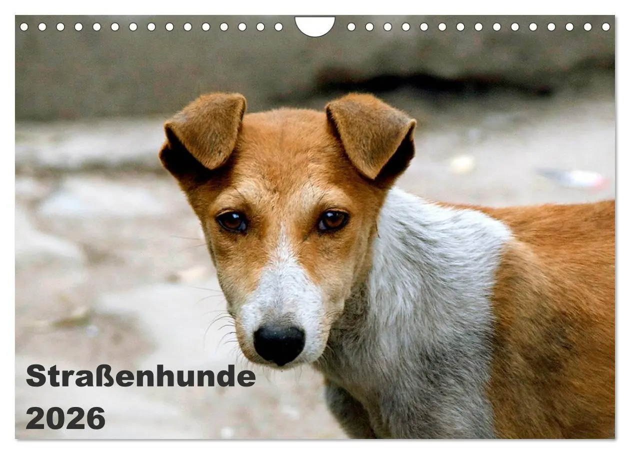 Cover: 9783516193411 | Straßenhunde (Wandkalender 2026 DIN A4 quer), CALVENDO Monatskalender