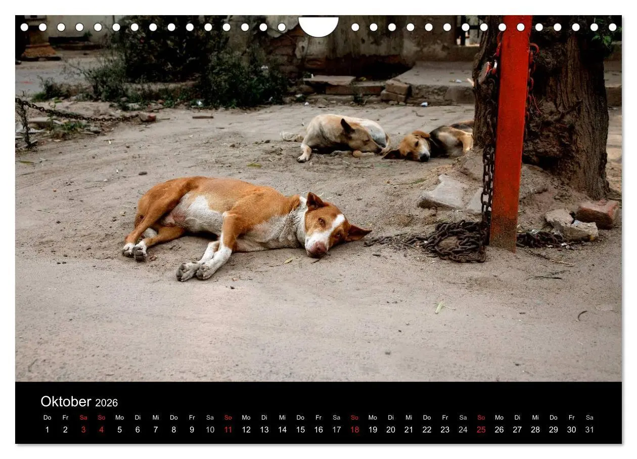 Bild: 9783516193411 | Straßenhunde (Wandkalender 2026 DIN A4 quer), CALVENDO Monatskalender