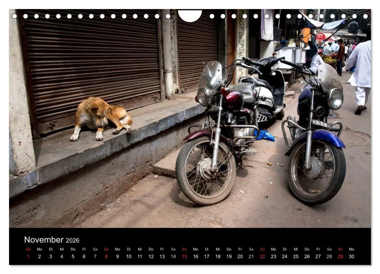 Bild: 9783516193411 | Straßenhunde (Wandkalender 2026 DIN A4 quer), CALVENDO Monatskalender