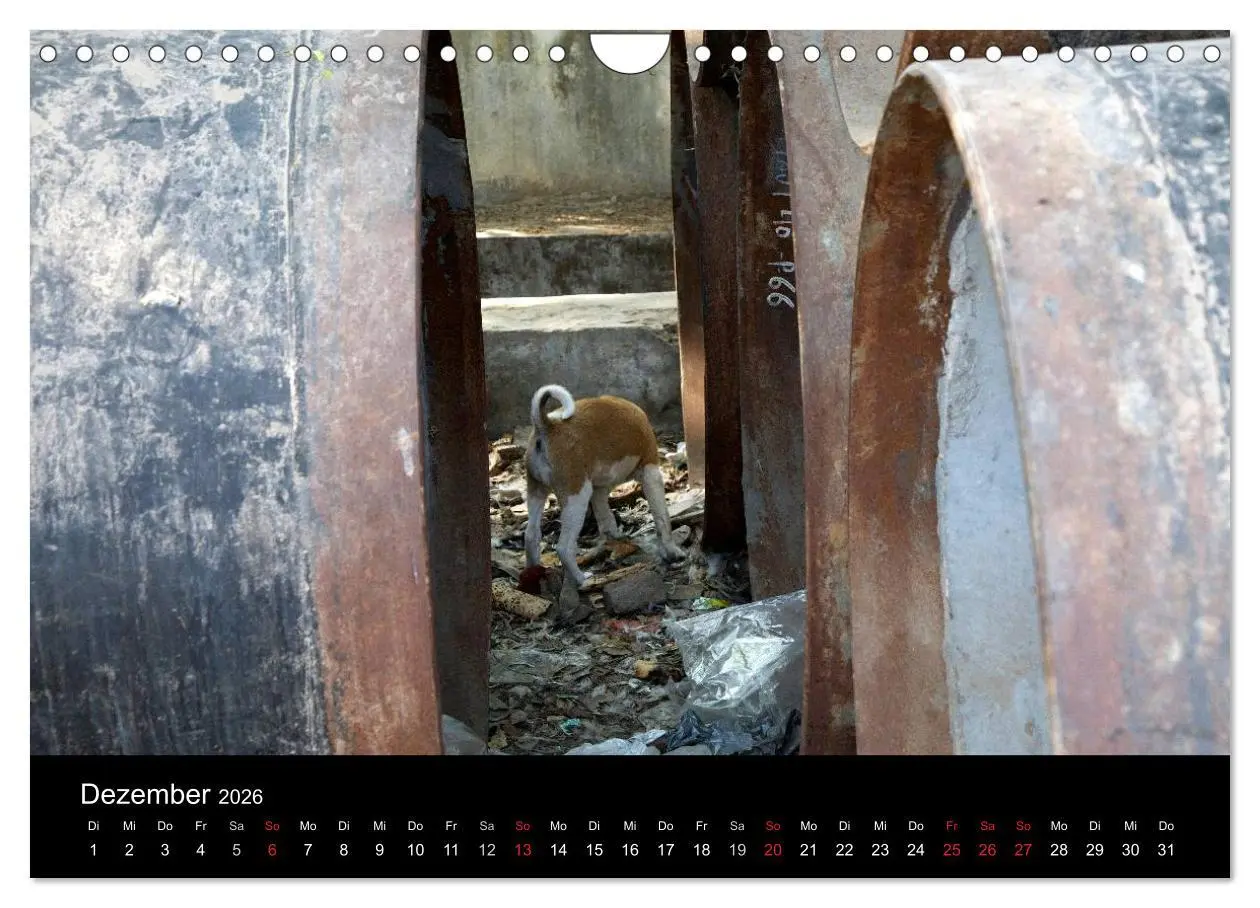 Bild: 9783516193411 | Straßenhunde (Wandkalender 2026 DIN A4 quer), CALVENDO Monatskalender