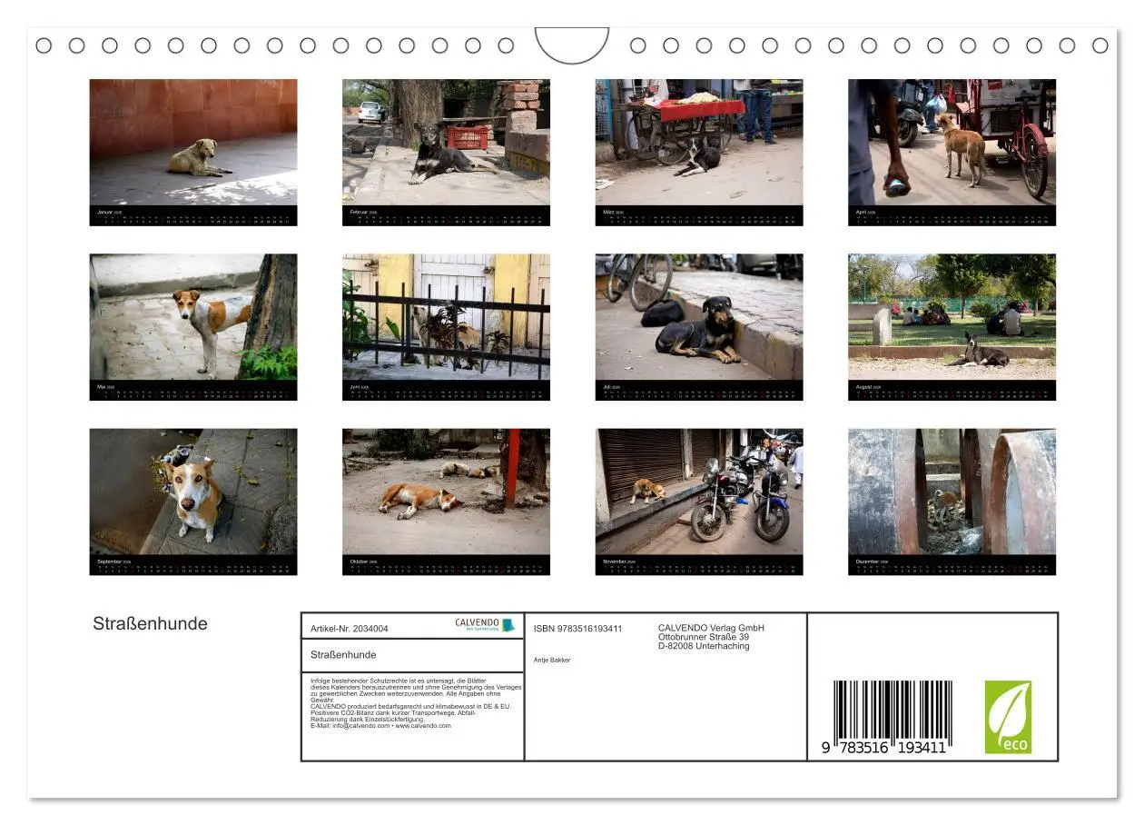Bild: 9783516193411 | Straßenhunde (Wandkalender 2026 DIN A4 quer), CALVENDO Monatskalender