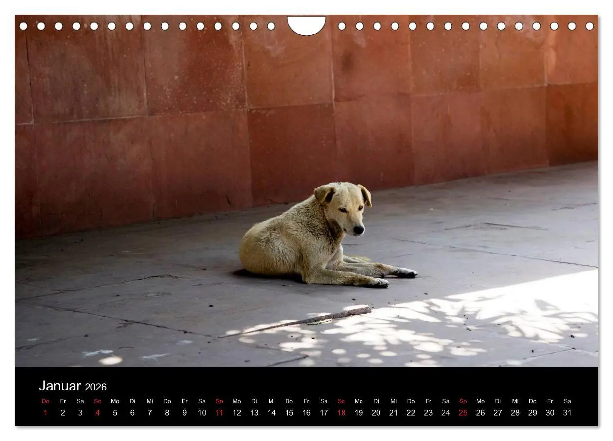 Bild: 9783516193411 | Straßenhunde (Wandkalender 2026 DIN A4 quer), CALVENDO Monatskalender
