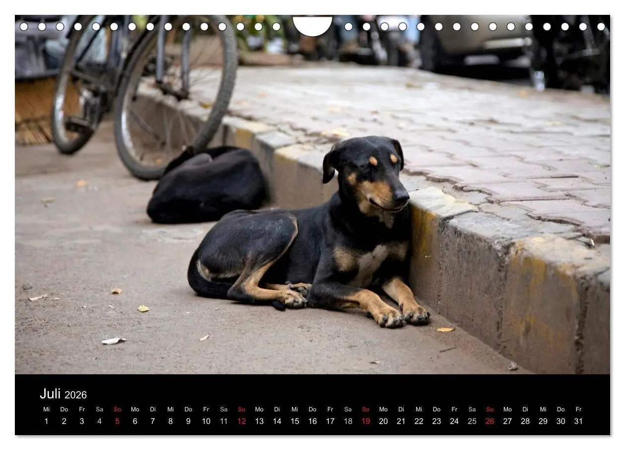 Bild: 9783516193411 | Straßenhunde (Wandkalender 2026 DIN A4 quer), CALVENDO Monatskalender