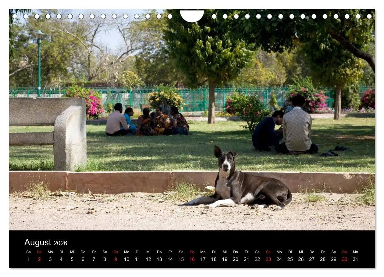 Bild: 9783516193411 | Straßenhunde (Wandkalender 2026 DIN A4 quer), CALVENDO Monatskalender