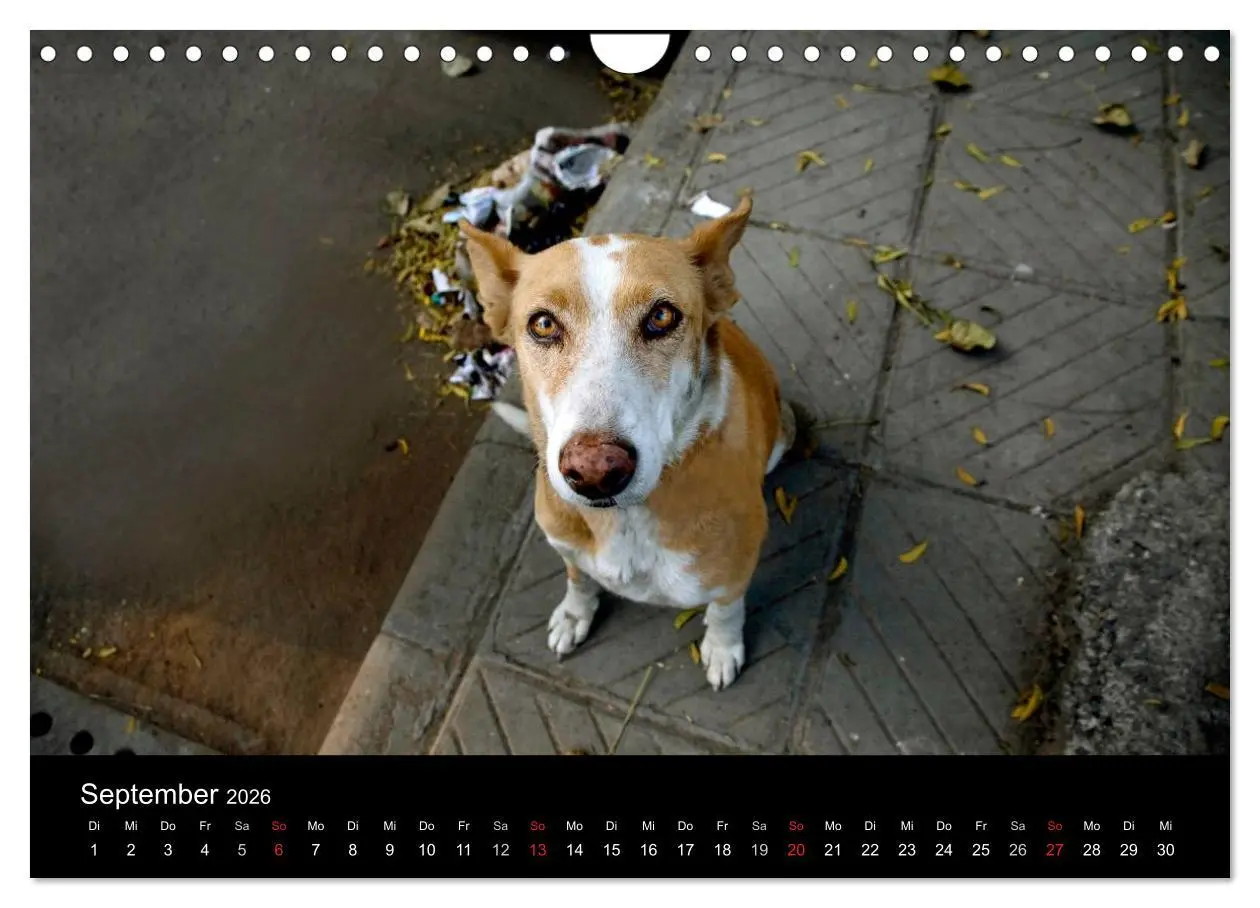 Bild: 9783516193411 | Straßenhunde (Wandkalender 2026 DIN A4 quer), CALVENDO Monatskalender