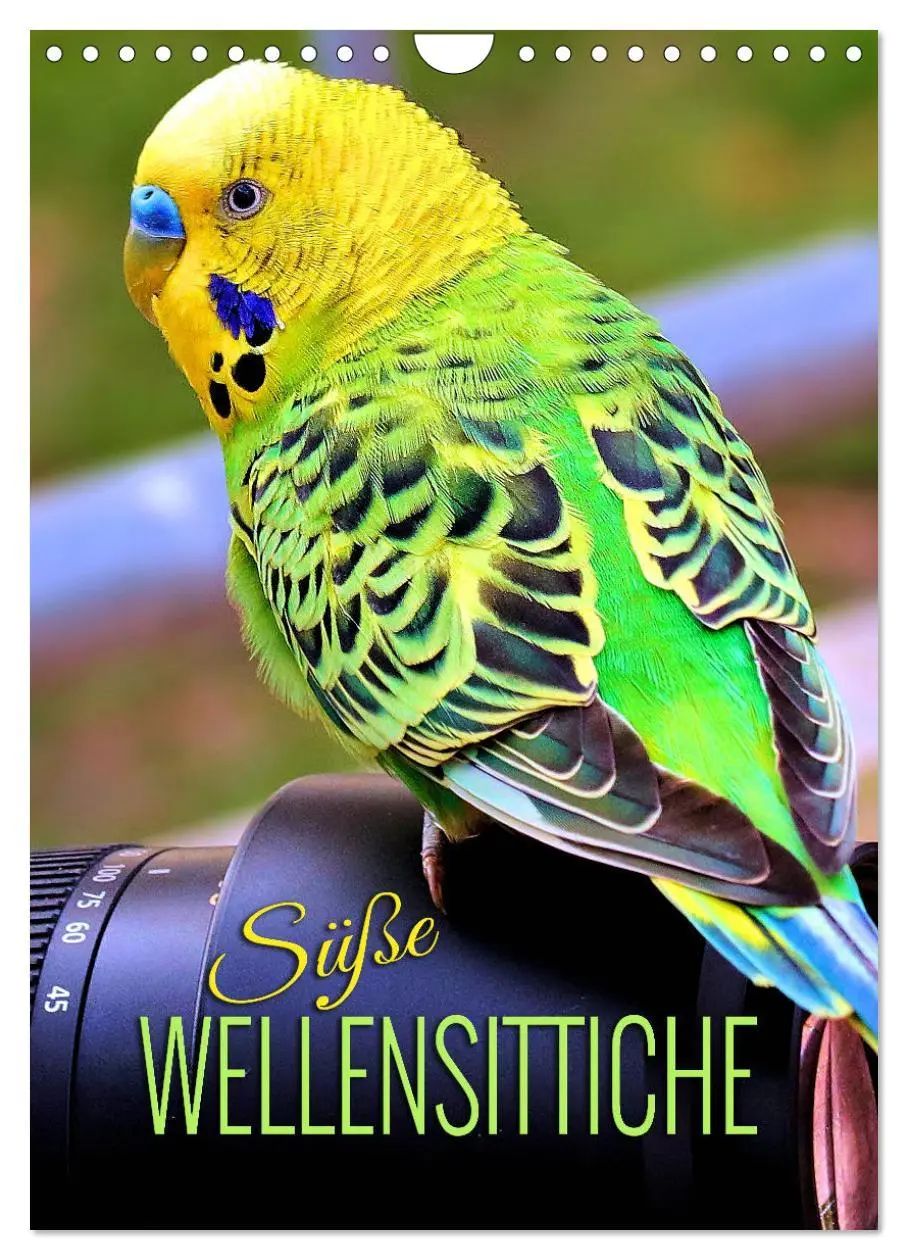 Cover: 9783516333411 | Süße Wellensittiche (Wandkalender 2026 DIN A4 hoch), CALVENDO...