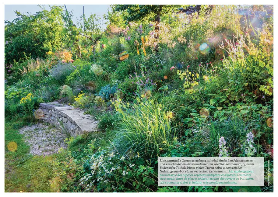 Bild: 9783258083711 | Botanica 2024 | Botanica/Hortus Botanicus Helveticus (u. a.) | Buch