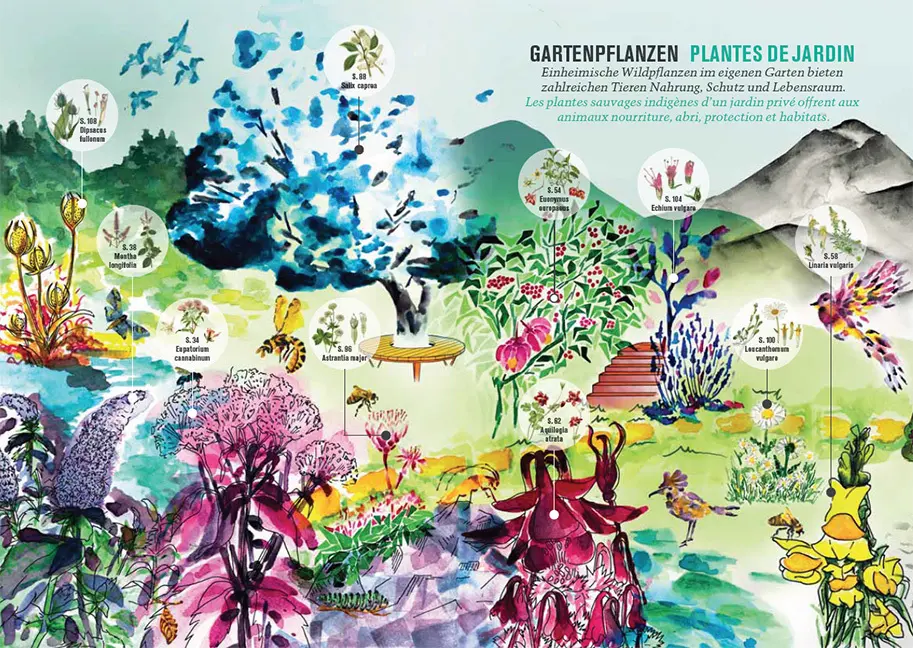 Bild: 9783258083711 | Botanica 2024 | Botanica/Hortus Botanicus Helveticus (u. a.) | Buch