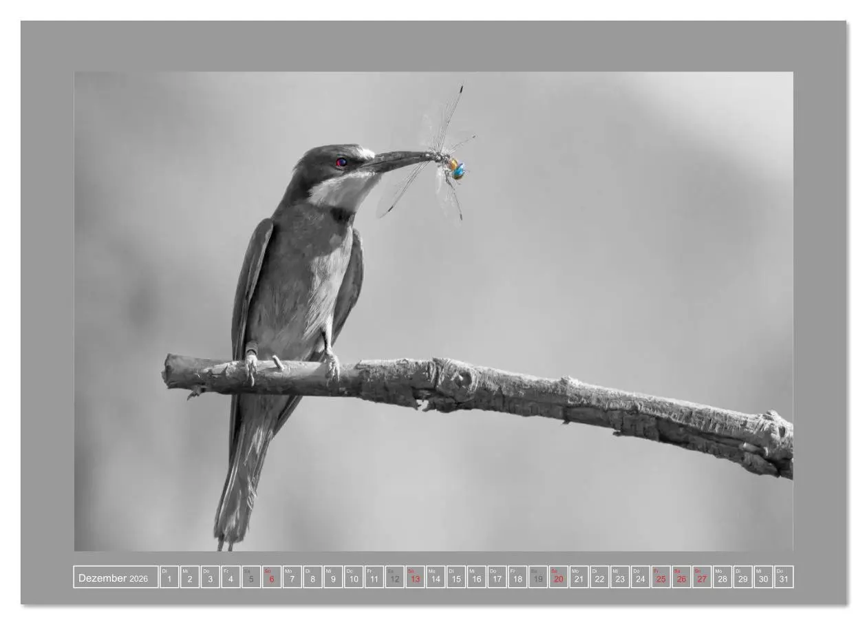 Bild: 9783516163711 | Farbige Akzente - Tierkalender 2026 in schwarz-weiß (Wandkalender...