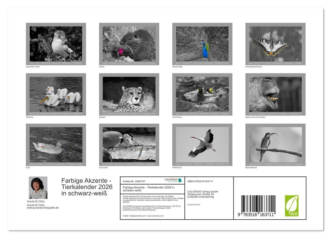 Bild: 9783516163711 | Farbige Akzente - Tierkalender 2026 in schwarz-weiß (Wandkalender...