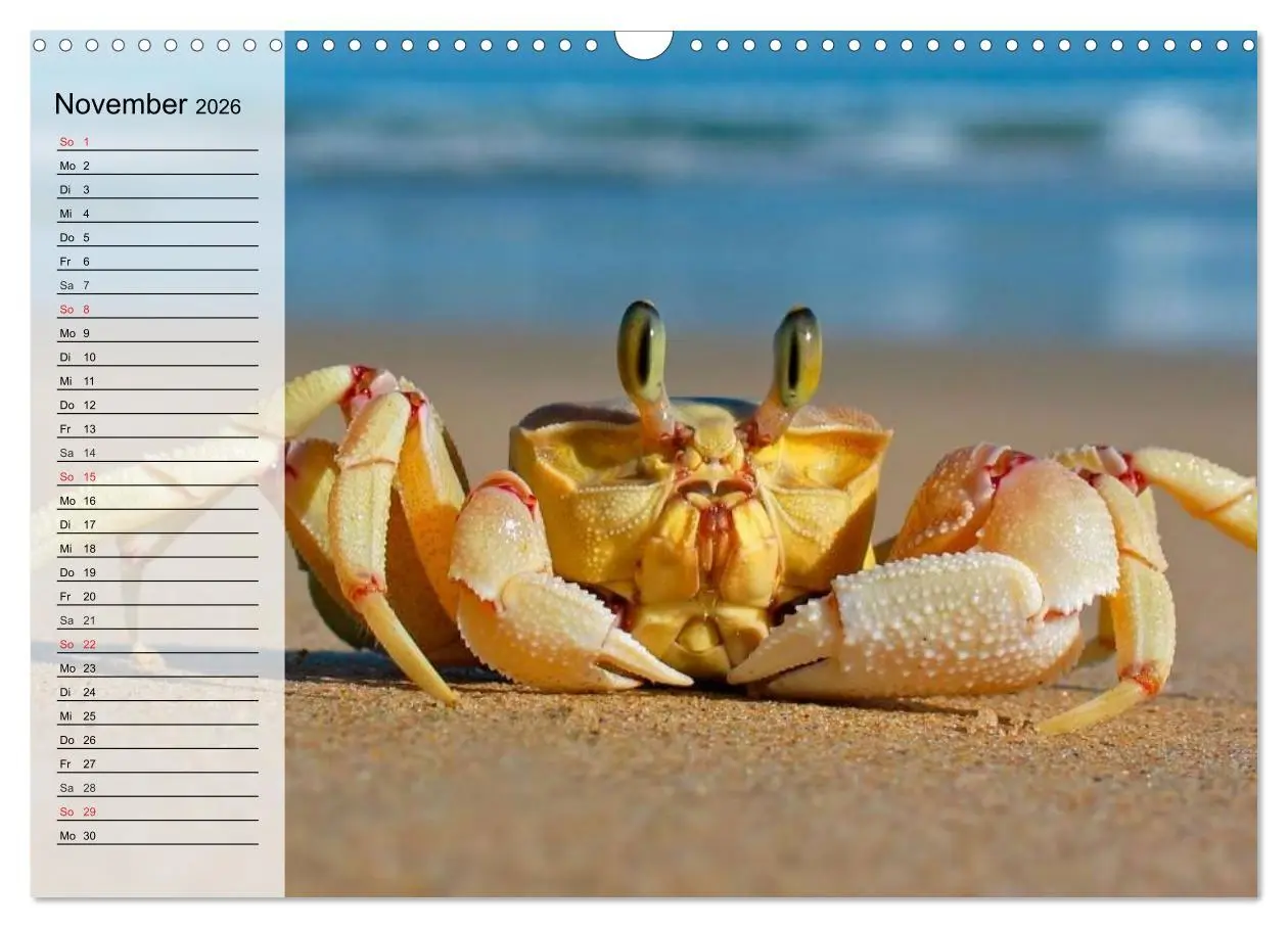 Bild: 9783457993811 | Krabben. Witzige Monster (Wandkalender 2026 DIN A3 quer), CALVENDO...