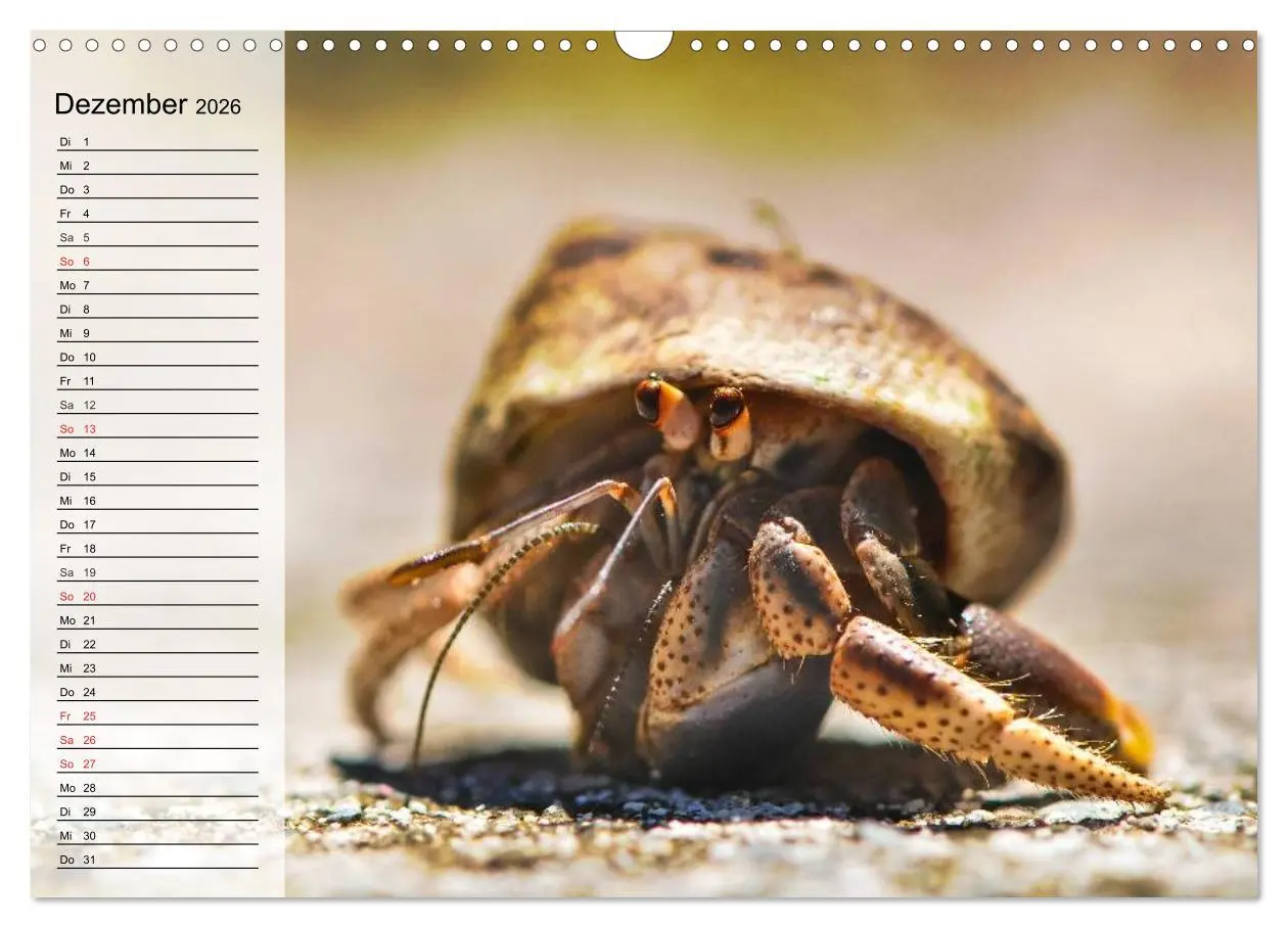 Bild: 9783457993811 | Krabben. Witzige Monster (Wandkalender 2026 DIN A3 quer), CALVENDO...