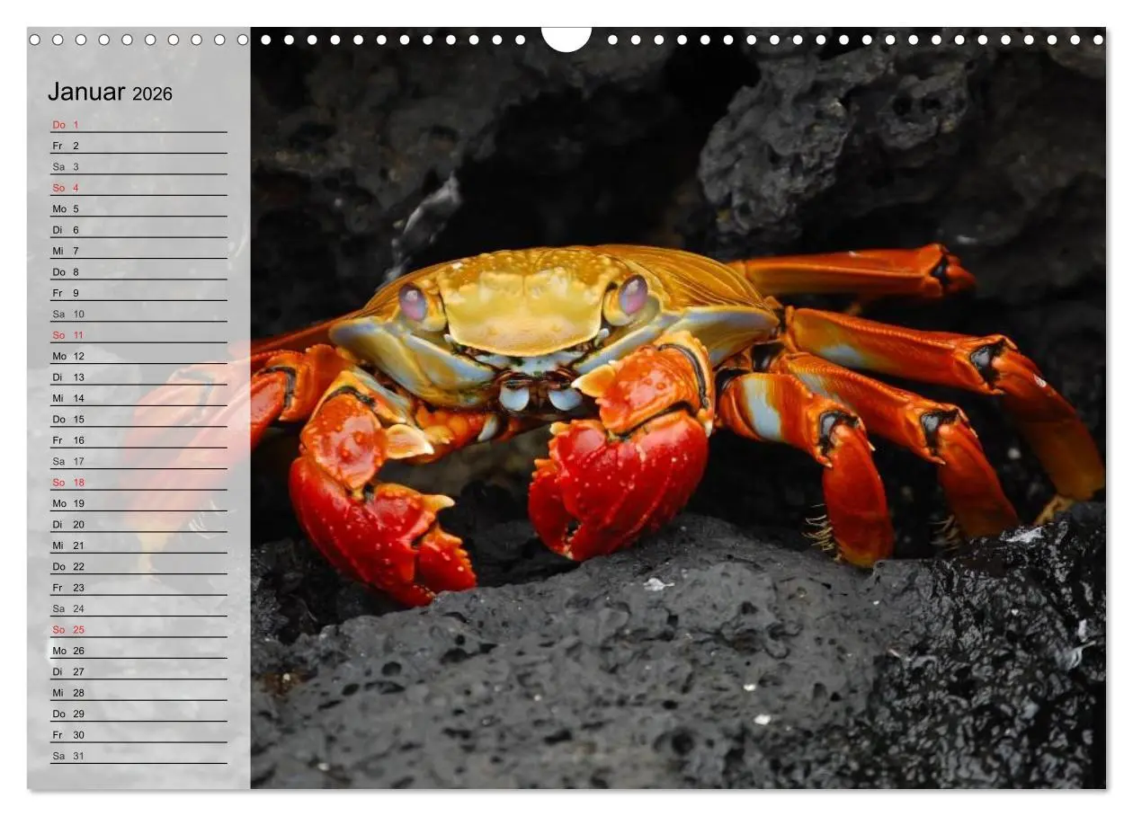 Bild: 9783457993811 | Krabben. Witzige Monster (Wandkalender 2026 DIN A3 quer), CALVENDO...