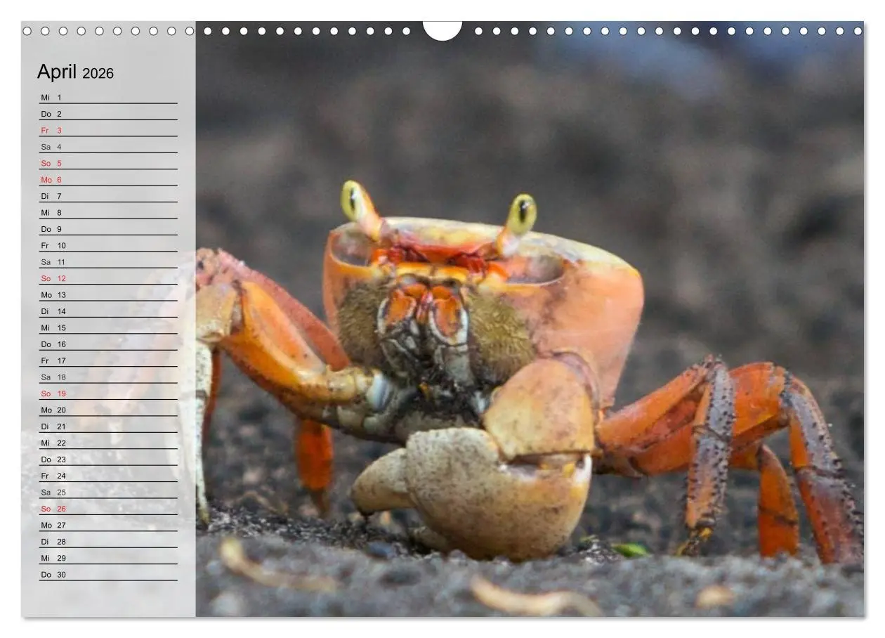 Bild: 9783457993811 | Krabben. Witzige Monster (Wandkalender 2026 DIN A3 quer), CALVENDO...
