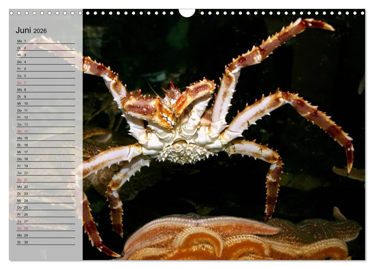 Bild: 9783457993811 | Krabben. Witzige Monster (Wandkalender 2026 DIN A3 quer), CALVENDO...
