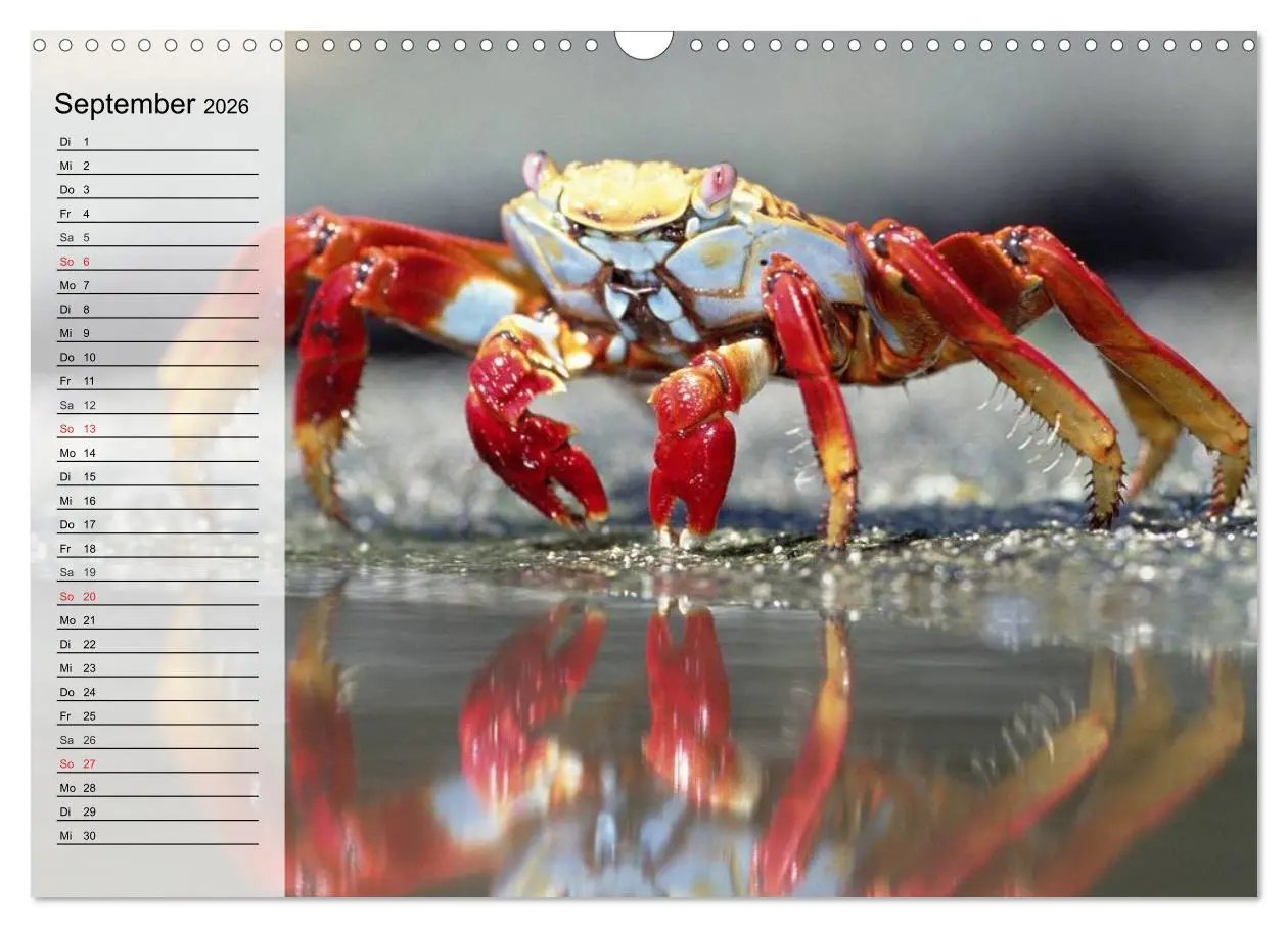 Bild: 9783457993811 | Krabben. Witzige Monster (Wandkalender 2026 DIN A3 quer), CALVENDO...