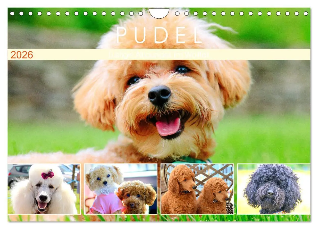 Cover: 9783457634011 | Pudel. Lustige Allrounder im Wollfell (Wandkalender 2026 DIN A4...