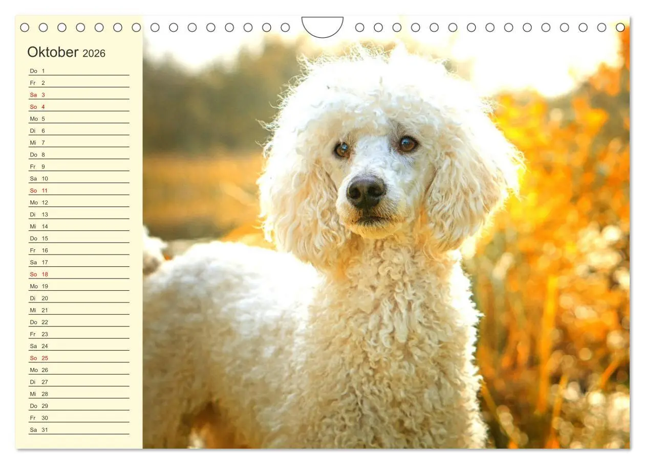 Bild: 9783457634011 | Pudel. Lustige Allrounder im Wollfell (Wandkalender 2026 DIN A4...