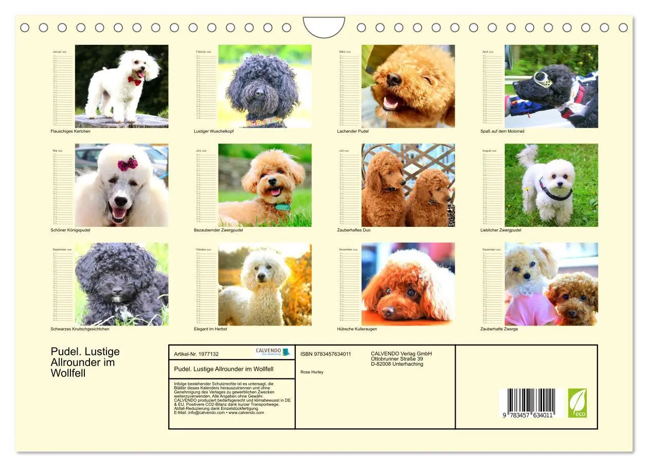 Bild: 9783457634011 | Pudel. Lustige Allrounder im Wollfell (Wandkalender 2026 DIN A4...