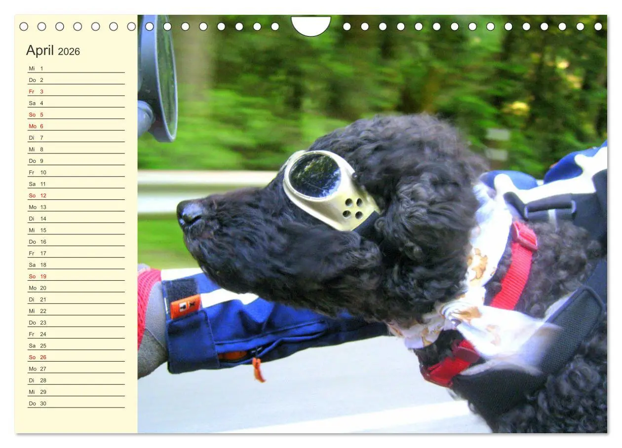 Bild: 9783457634011 | Pudel. Lustige Allrounder im Wollfell (Wandkalender 2026 DIN A4...