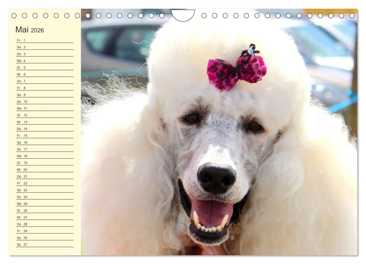 Bild: 9783457634011 | Pudel. Lustige Allrounder im Wollfell (Wandkalender 2026 DIN A4...