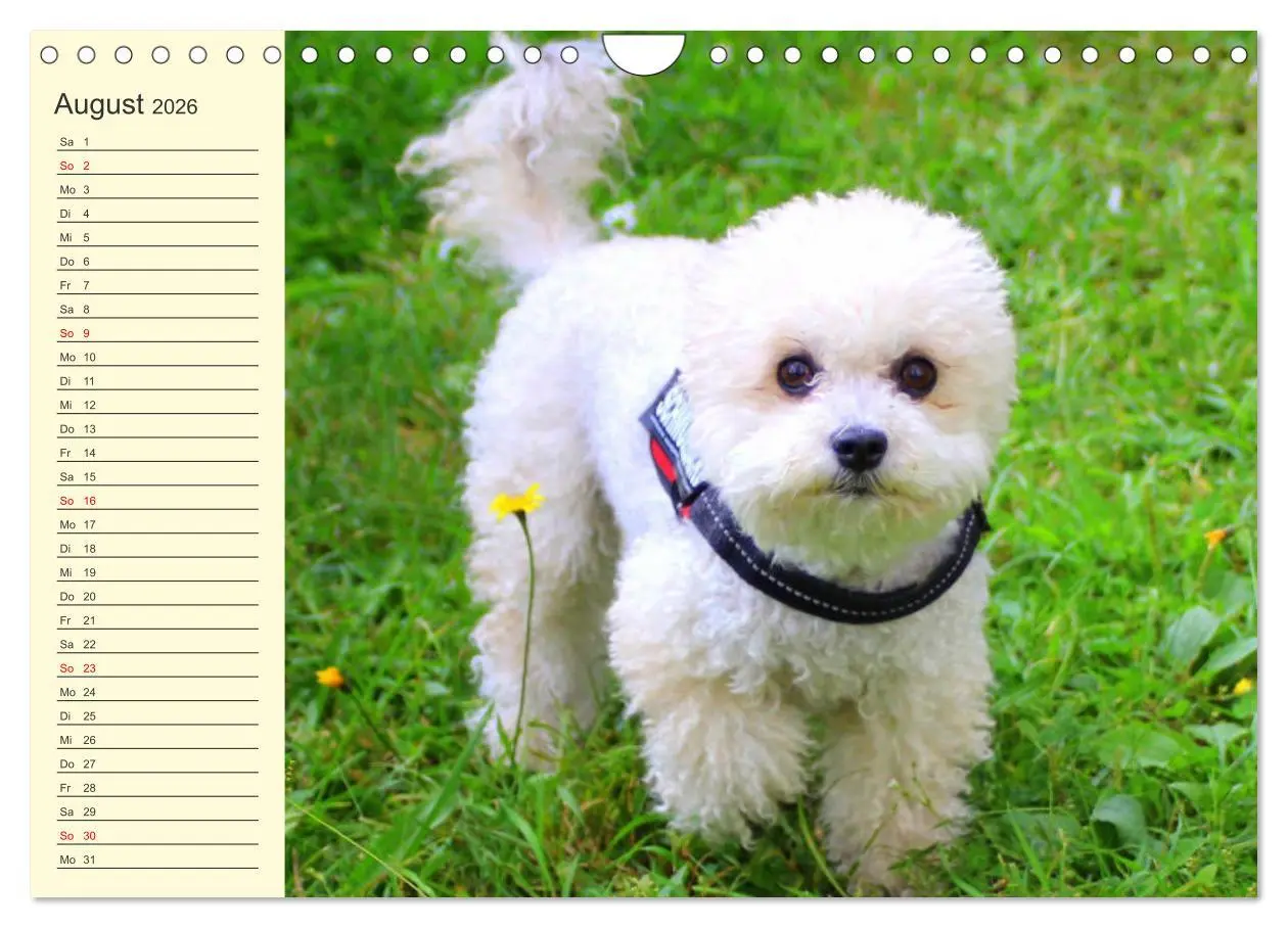 Bild: 9783457634011 | Pudel. Lustige Allrounder im Wollfell (Wandkalender 2026 DIN A4...