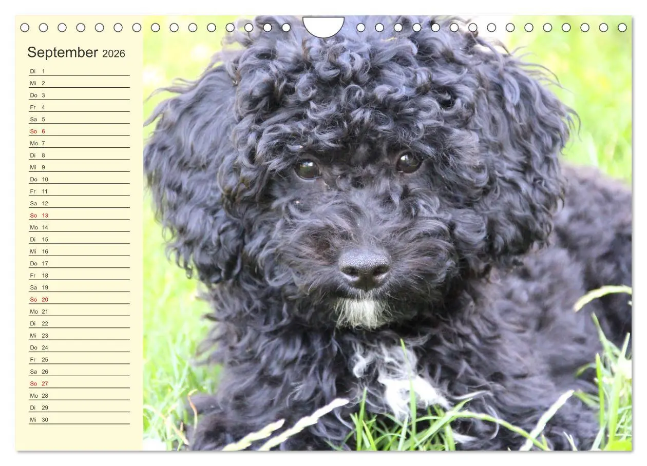 Bild: 9783457634011 | Pudel. Lustige Allrounder im Wollfell (Wandkalender 2026 DIN A4...