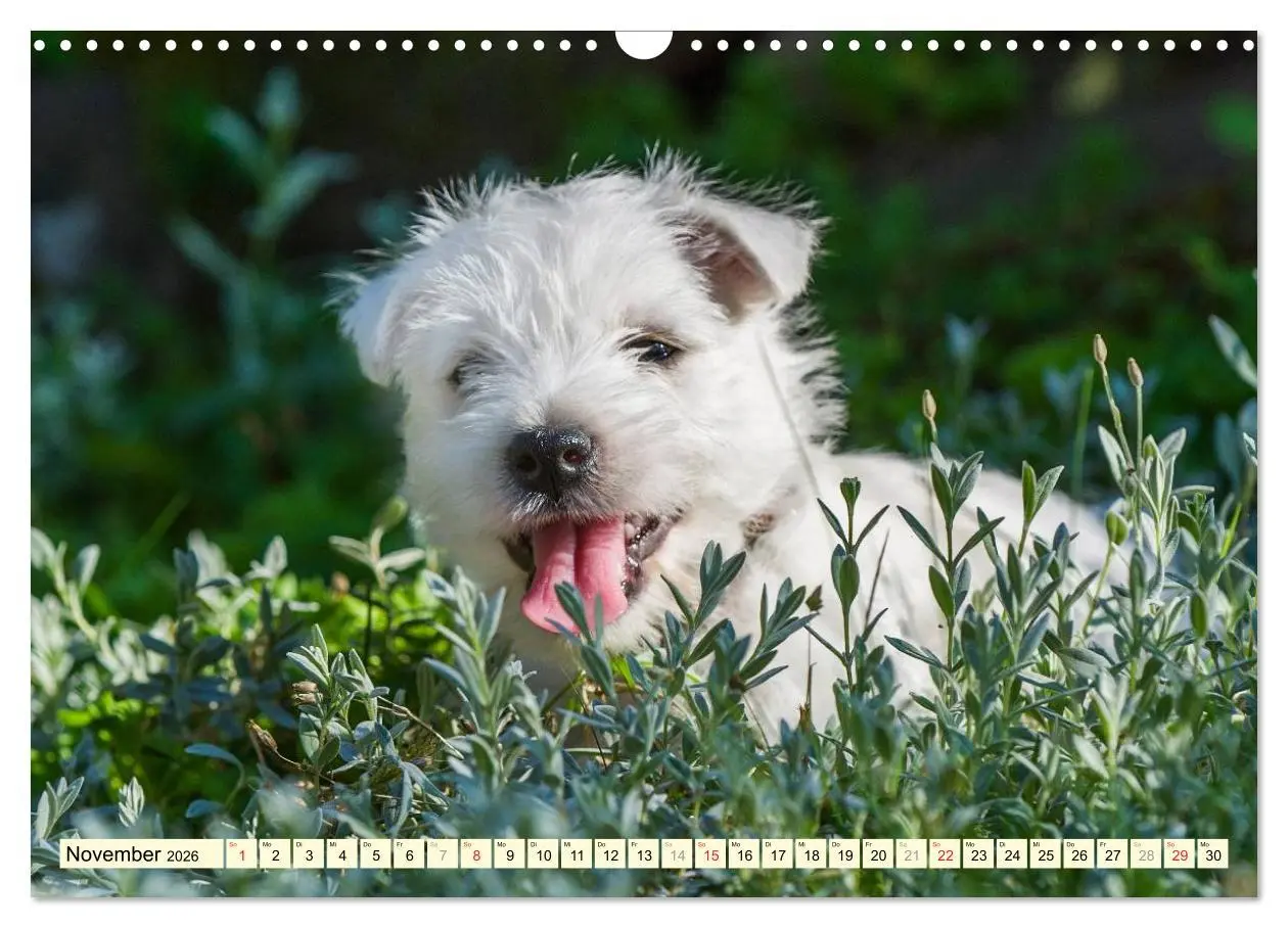 Bild: 9783457944011 | Kobold auf 4 Pfoten - West Highland White Terrier (Wandkalender...