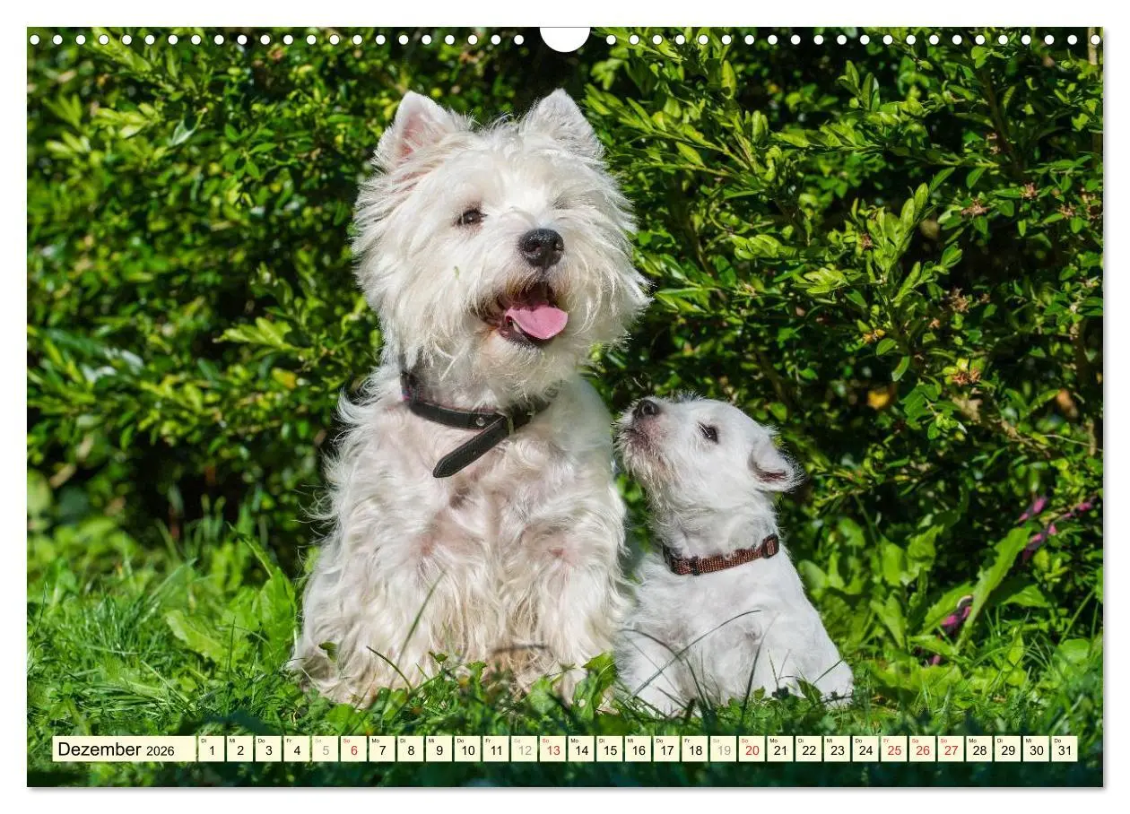 Bild: 9783457944011 | Kobold auf 4 Pfoten - West Highland White Terrier (Wandkalender...