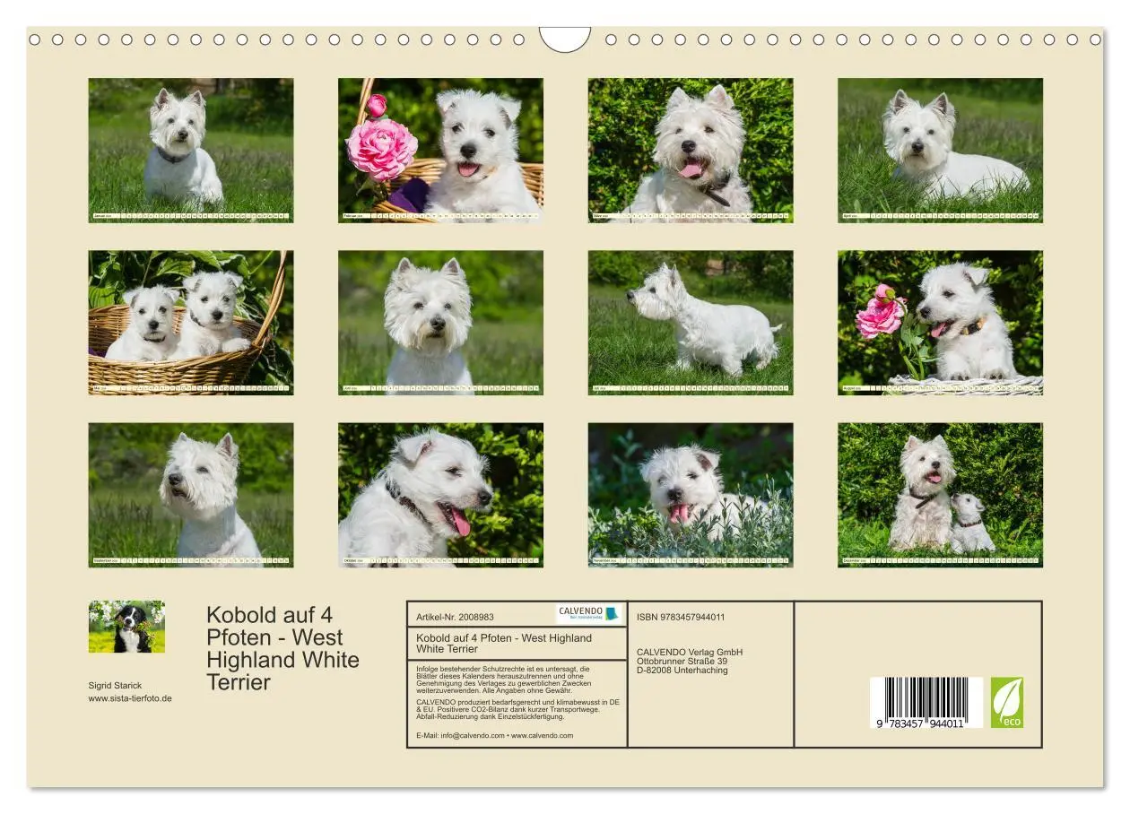 Bild: 9783457944011 | Kobold auf 4 Pfoten - West Highland White Terrier (Wandkalender...