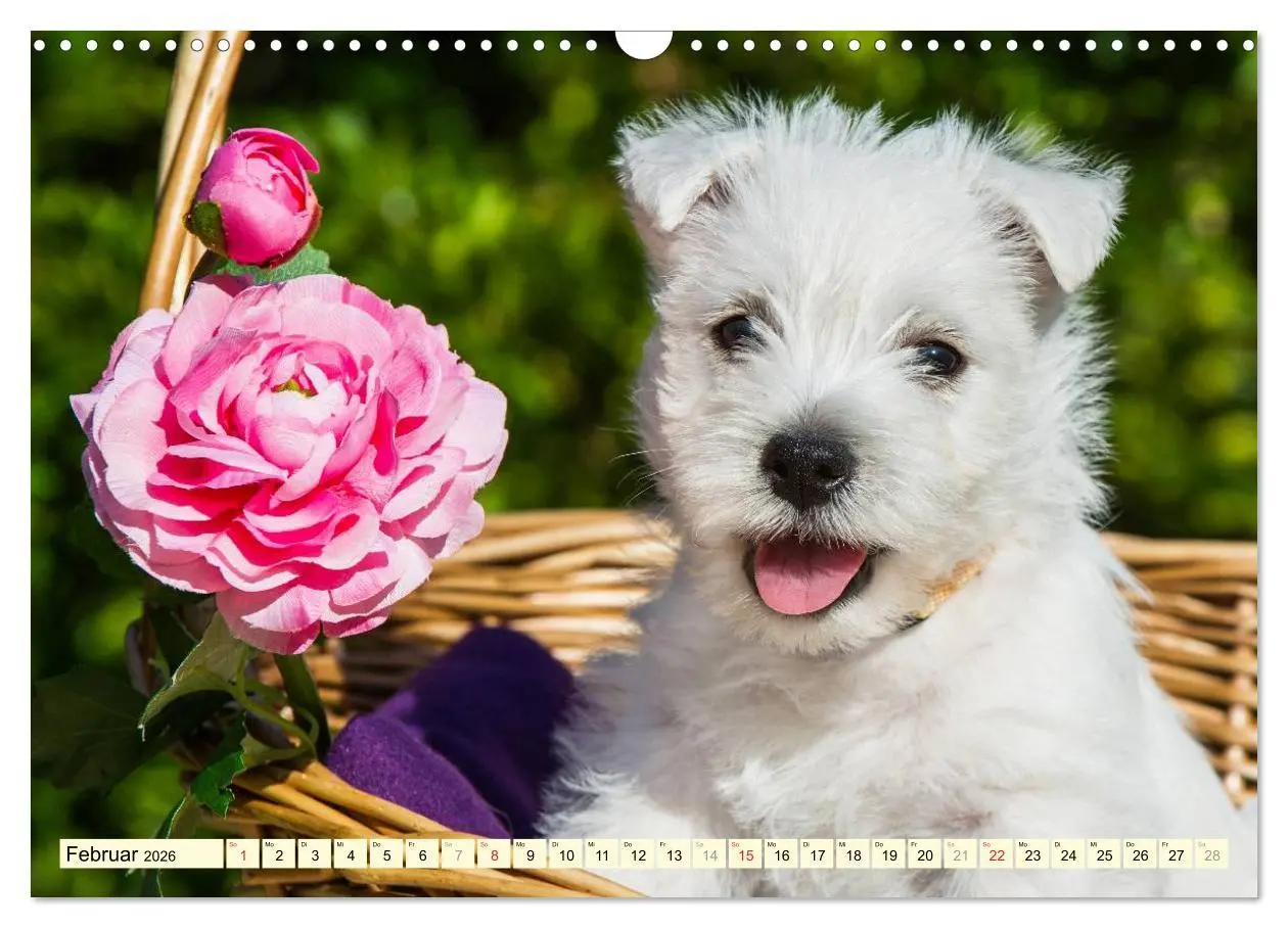 Bild: 9783457944011 | Kobold auf 4 Pfoten - West Highland White Terrier (Wandkalender...