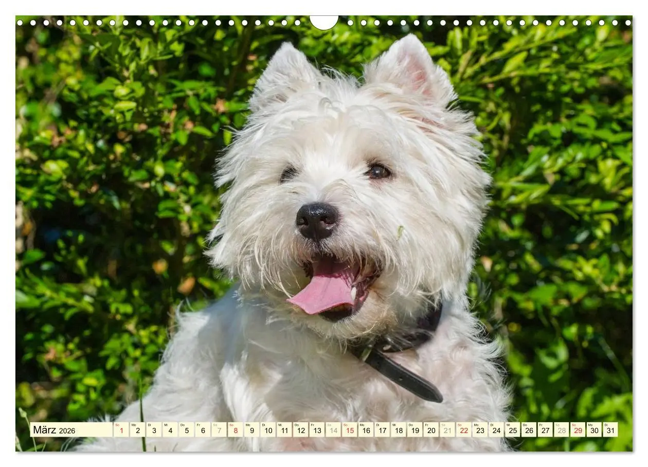 Bild: 9783457944011 | Kobold auf 4 Pfoten - West Highland White Terrier (Wandkalender...