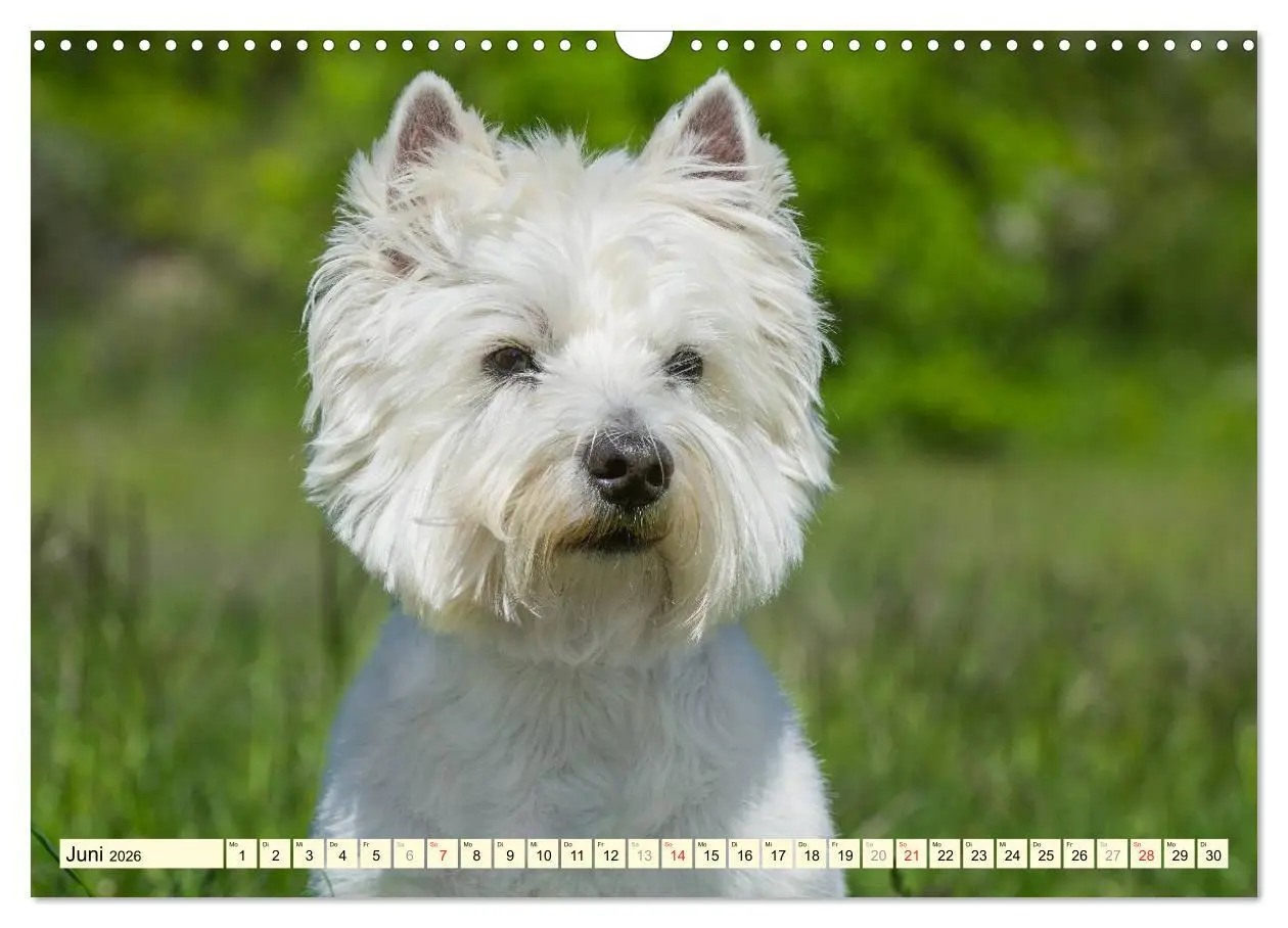 Bild: 9783457944011 | Kobold auf 4 Pfoten - West Highland White Terrier (Wandkalender...