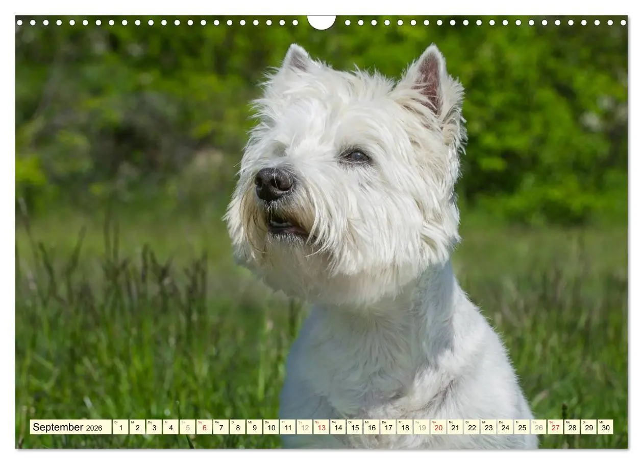 Bild: 9783457944011 | Kobold auf 4 Pfoten - West Highland White Terrier (Wandkalender...