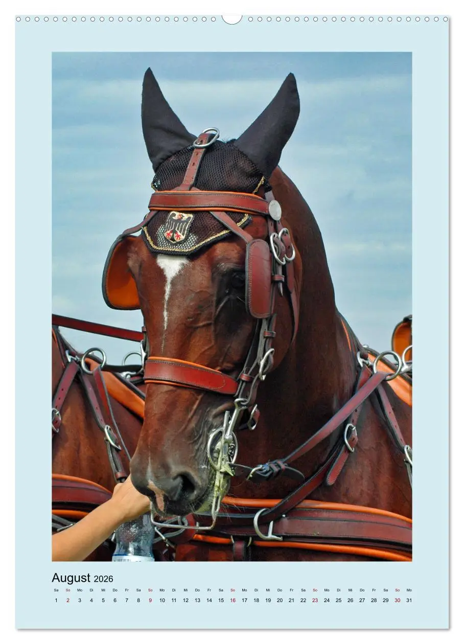 Bild: 9783516344011 | Kutschpferde im Portait (hochwertiger Premium Wandkalender 2026 DIN...