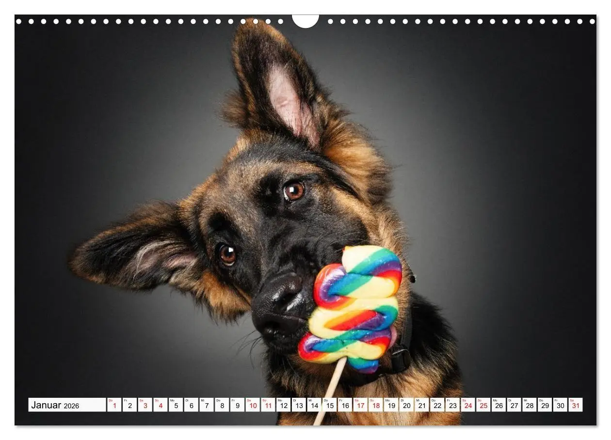 Bild: 9783516724011 | Hunde im Naschparadies (Wandkalender 2026 DIN A3 quer), CALVENDO...