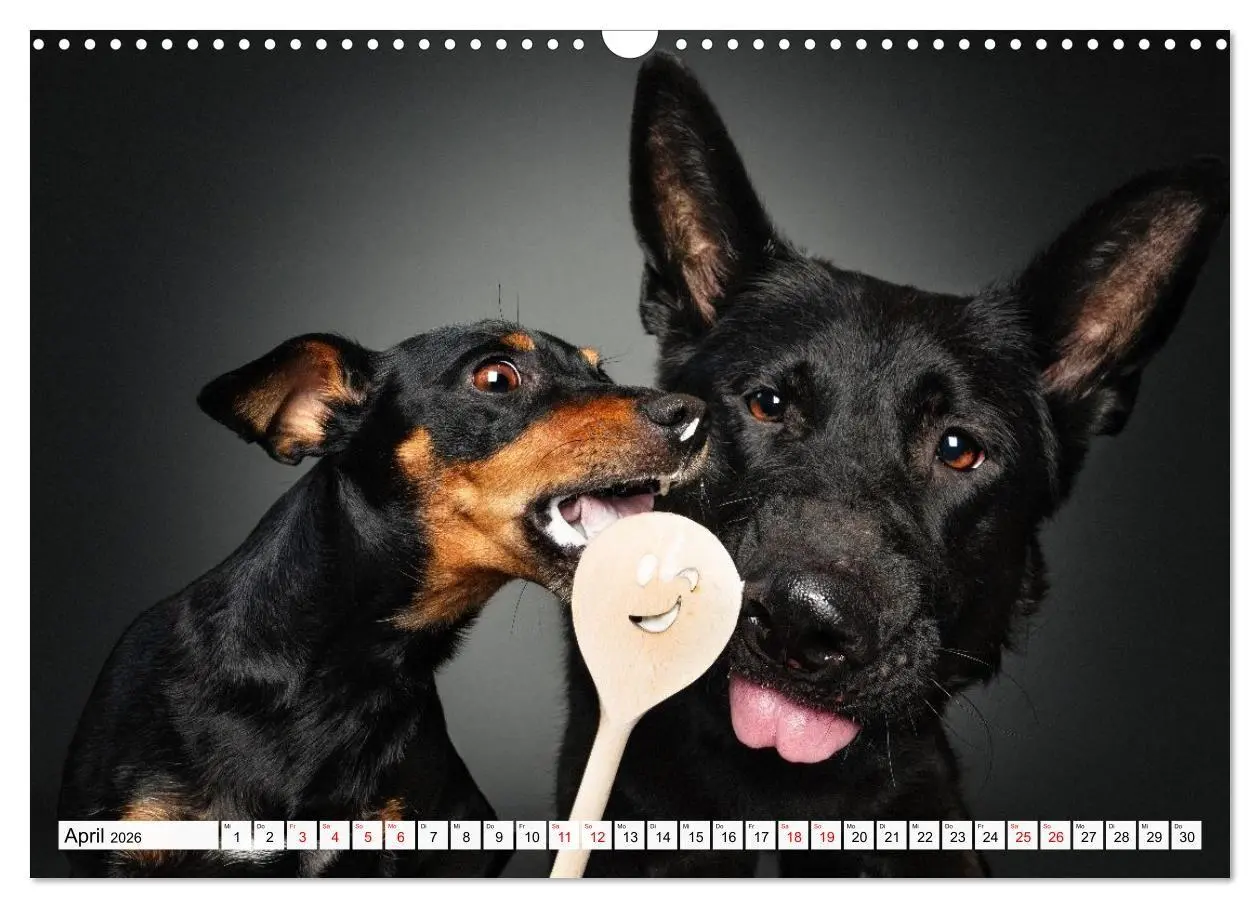 Bild: 9783516724011 | Hunde im Naschparadies (Wandkalender 2026 DIN A3 quer), CALVENDO...