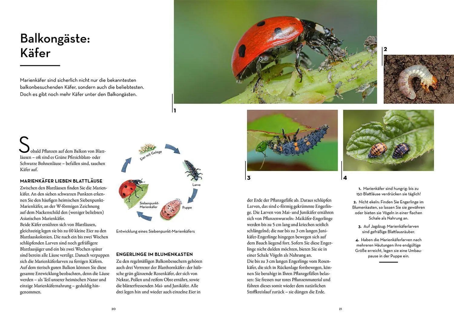 Bild: 9783440174111 | Tierisch guter Balkon | Bärbel Oftring | Taschenbuch | 128 S. | 2022