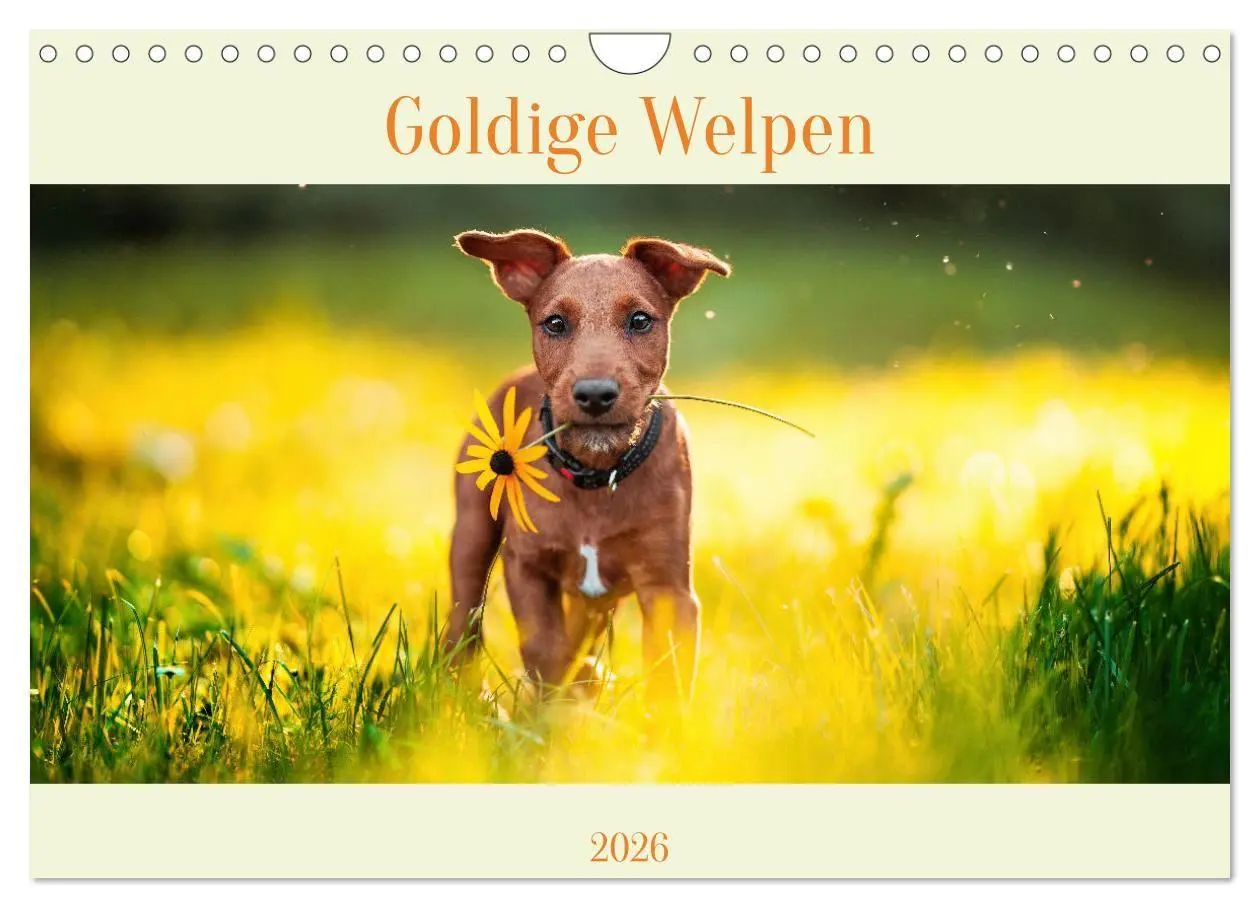 Cover: 9783457314111 | Pfotenblitzers Goldige Welpen (Wandkalender 2026 DIN A4 quer),...