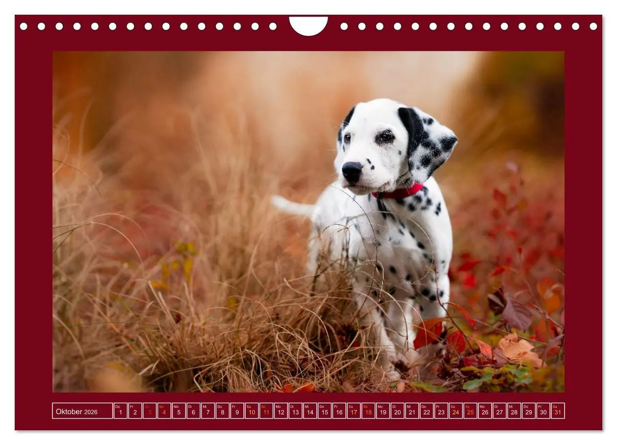Bild: 9783457314111 | Pfotenblitzers Goldige Welpen (Wandkalender 2026 DIN A4 quer),...