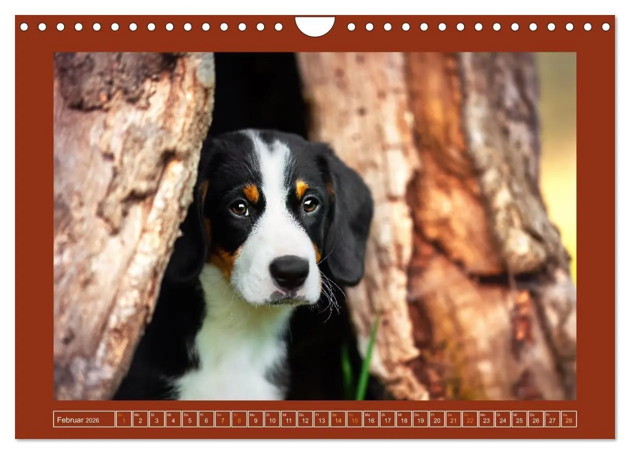 Bild: 9783457314111 | Pfotenblitzers Goldige Welpen (Wandkalender 2026 DIN A4 quer),...