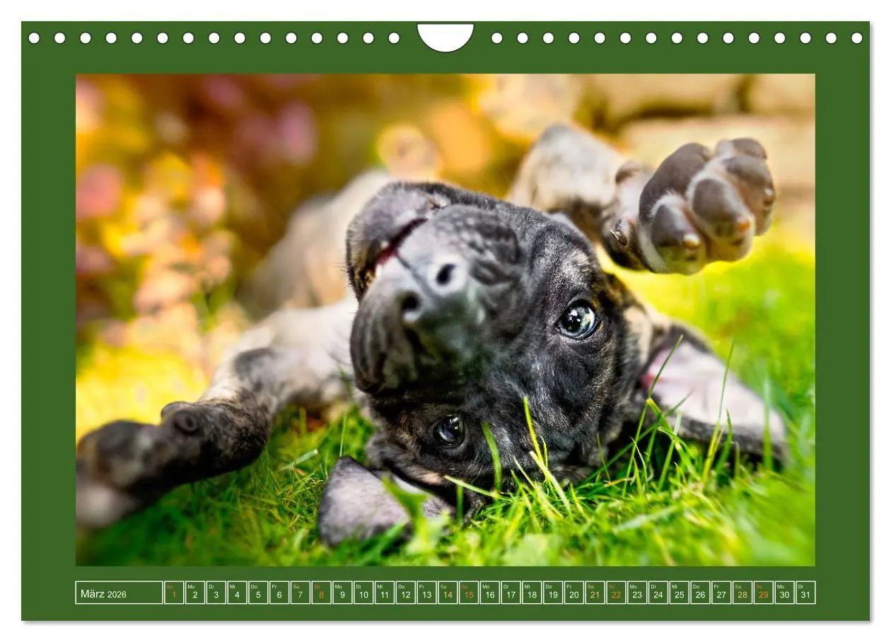 Bild: 9783457314111 | Pfotenblitzers Goldige Welpen (Wandkalender 2026 DIN A4 quer),...