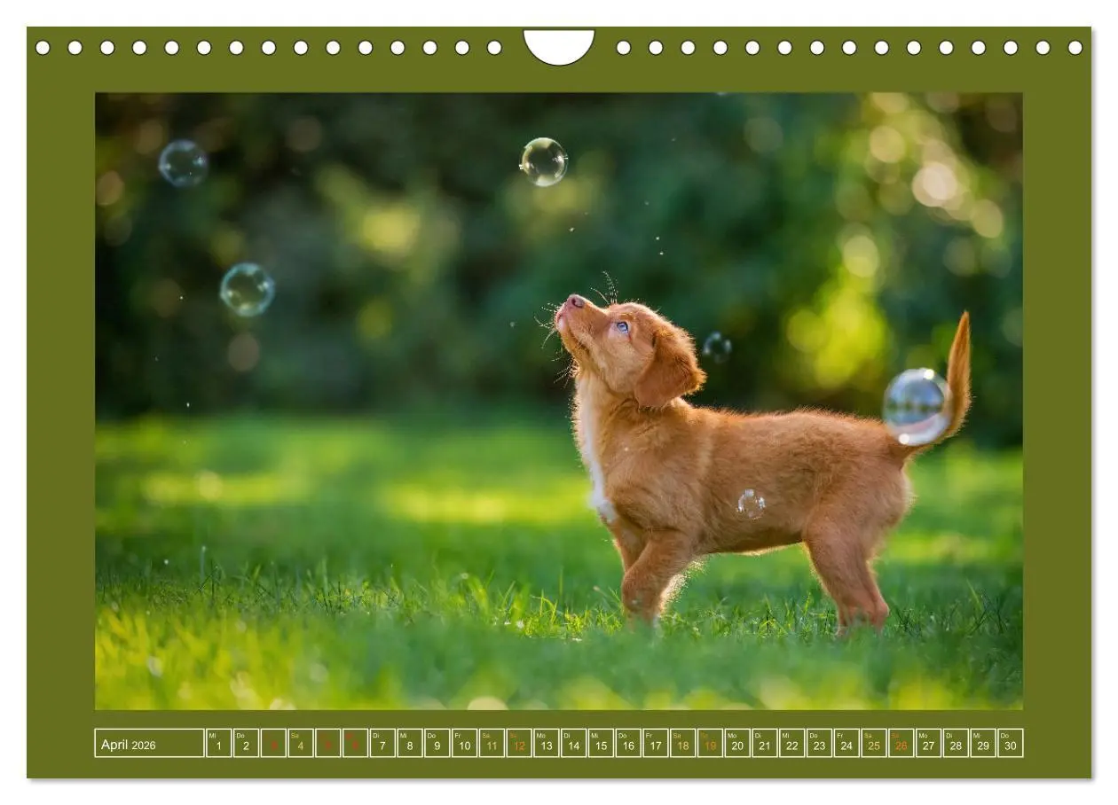 Bild: 9783457314111 | Pfotenblitzers Goldige Welpen (Wandkalender 2026 DIN A4 quer),...