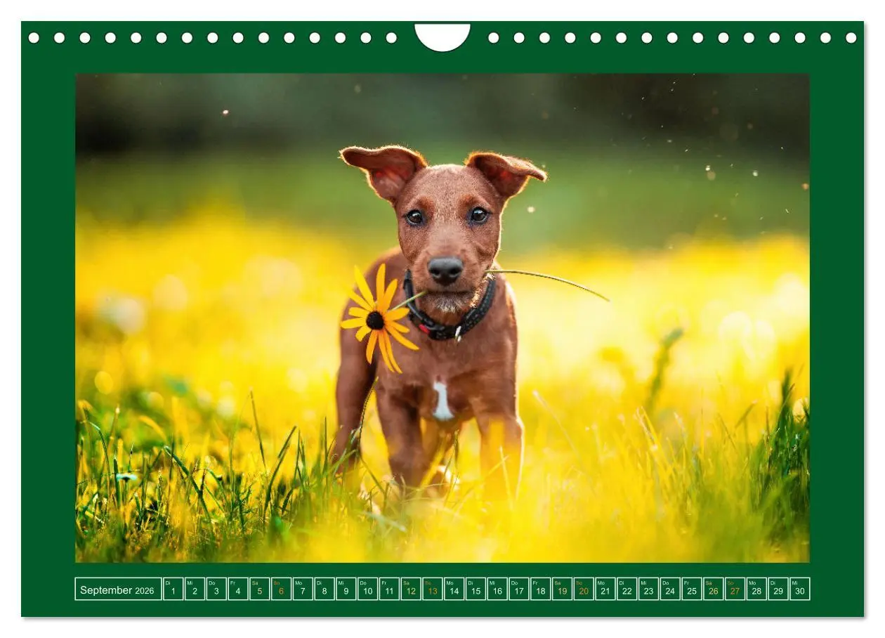 Bild: 9783457314111 | Pfotenblitzers Goldige Welpen (Wandkalender 2026 DIN A4 quer),...
